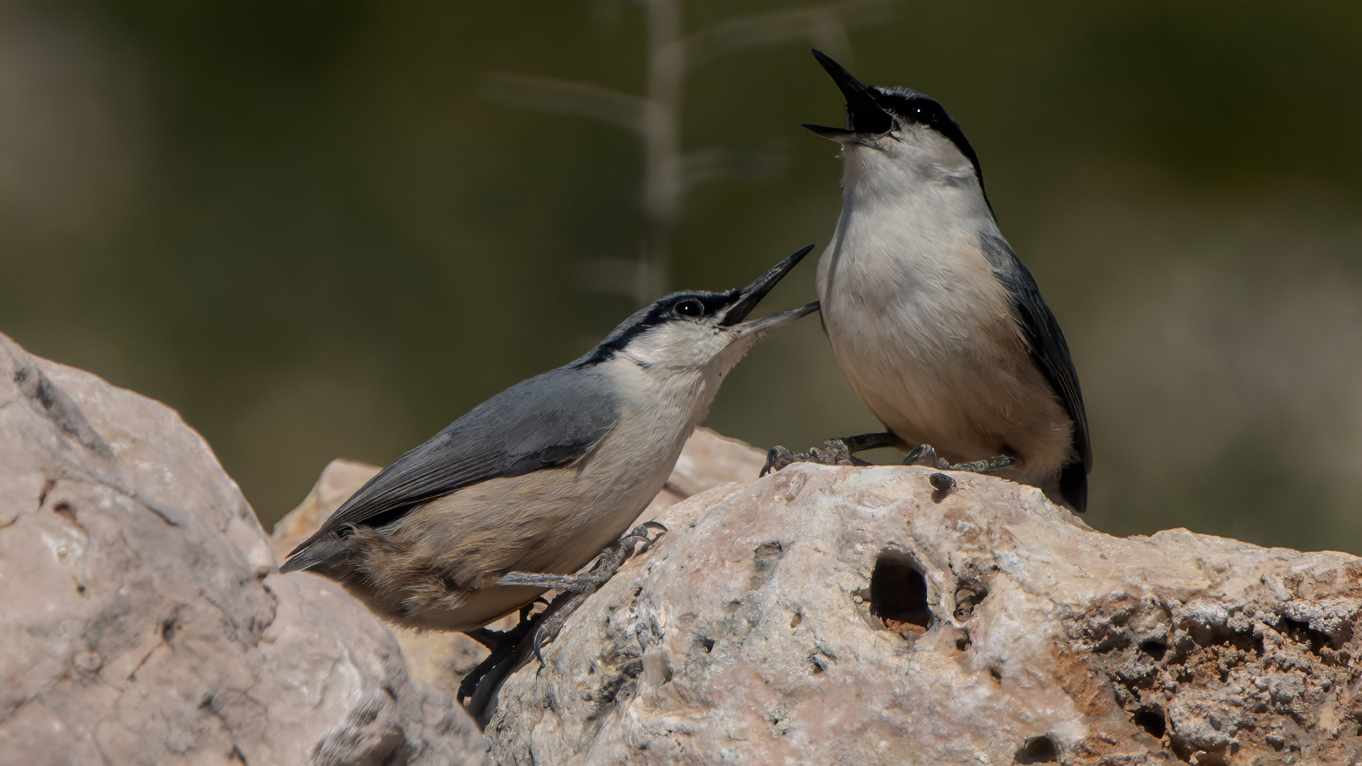 Western Rock Nuthatch